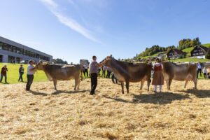 Appenzell, Appenzell Ausserrohden, Appenzeller Hinterland, Autumn, Fall, Herbst, Landwirtschaft, Ostschweiz, Schweiz, Sennen, Suisse, Switzerland, Tracht, Viehschau, Waldstatt, Wirtschaft, tradition