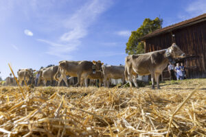 Appenzell, Appenzell Ausserrohden, Appenzeller Hinterland, Autumn, Fall, Herbst, Landwirtschaft, Ostschweiz, Schweiz, Sennen, Suisse, Switzerland, Tracht, Viehschau, Waldstatt, Wirtschaft, tradition