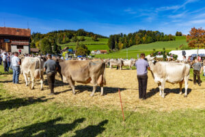 Appenzell, Appenzell Ausserrohden, Appenzeller Hinterland, Autumn, Fall, Herbst, Landwirtschaft, Ostschweiz, Schweiz, Sennen, Suisse, Switzerland, Tracht, Viehschau, Waldstatt, Wirtschaft, tradition