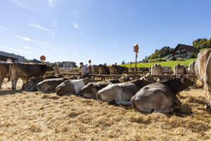 Appenzell, Appenzell Ausserrohden, Appenzeller Hinterland, Autumn, Fall, Herbst, Landwirtschaft, Ostschweiz, Schweiz, Sennen, Suisse, Switzerland, Tracht, Viehschau, Waldstatt, Wirtschaft, tradition