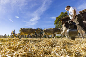 Appenzell, Appenzell Ausserrohden, Appenzeller Hinterland, Autumn, Fall, Herbst, Landwirtschaft, Ostschweiz, Schweiz, Sennen, Suisse, Switzerland, Tracht, Viehschau, Waldstatt, Wirtschaft, tradition