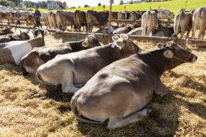 Appenzell, Appenzell Ausserrohden, Appenzeller Hinterland, Autumn, Fall, Herbst, Landwirtschaft, Ostschweiz, Schweiz, Sennen, Suisse, Switzerland, Tracht, Viehschau, Waldstatt, Wirtschaft, tradition