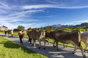 Appenzell, Appenzell Ausserrohden, Appenzeller Hinterland, Autumn, Fall, Herbst, Landwirtschaft, Ostschweiz, Schweiz, Sennen, Suisse, Switzerland, Tracht, Viehschau, Waldstatt, Wirtschaft, tradition