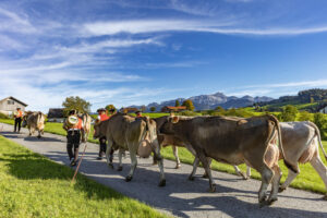 Appenzell, Appenzell Ausserrohden, Appenzeller Hinterland, Autumn, Fall, Herbst, Landwirtschaft, Ostschweiz, Schweiz, Sennen, Suisse, Switzerland, Tracht, Viehschau, Waldstatt, Wirtschaft, tradition