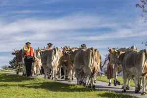 Appenzell, Appenzell Ausserrohden, Appenzeller Hinterland, Autumn, Fall, Herbst, Landwirtschaft, Ostschweiz, Schweiz, Sennen, Suisse, Switzerland, Tracht, Viehschau, Waldstatt, Wirtschaft, tradition