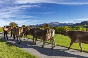 Appenzell, Appenzell Ausserrohden, Appenzeller Hinterland, Autumn, Fall, Herbst, Landwirtschaft, Ostschweiz, Schweiz, Sennen, Suisse, Switzerland, Tracht, Viehschau, Waldstatt, Wirtschaft, tradition