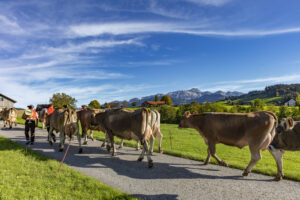 Appenzell, Appenzell Ausserrohden, Appenzeller Hinterland, Autumn, Fall, Herbst, Landwirtschaft, Ostschweiz, Schweiz, Sennen, Suisse, Switzerland, Tracht, Viehschau, Waldstatt, Wirtschaft, tradition