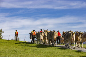 Appenzell, Appenzell Ausserrohden, Appenzeller Hinterland, Autumn, Fall, Herbst, Landwirtschaft, Ostschweiz, Schweiz, Sennen, Suisse, Switzerland, Tracht, Viehschau, Waldstatt, Wirtschaft, tradition