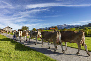 Appenzell, Appenzell Ausserrohden, Appenzeller Hinterland, Autumn, Fall, Herbst, Landwirtschaft, Ostschweiz, Schweiz, Sennen, Suisse, Switzerland, Tracht, Viehschau, Waldstatt, Wirtschaft, tradition