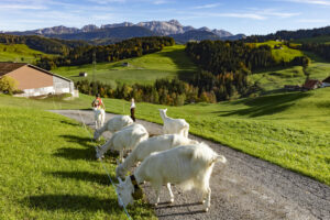 Appenzell, Appenzell Ausserrohden, Appenzeller Hinterland, Autumn, Fall, Herbst, Landwirtschaft, Ostschweiz, Schweiz, Sennen, Suisse, Switzerland, Tracht, Viehschau, Waldstatt, Wirtschaft, tradition