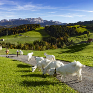 Appenzell, Appenzell Ausserrohden, Appenzeller Hinterland, Autumn, Fall, Herbst, Landwirtschaft, Ostschweiz, Schweiz, Sennen, Suisse, Switzerland, Tracht, Viehschau, Waldstatt, Wirtschaft, tradition