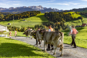 Appenzell, Appenzell Ausserrohden, Appenzeller Hinterland, Autumn, Fall, Herbst, Landwirtschaft, Ostschweiz, Schweiz, Sennen, Suisse, Switzerland, Tracht, Viehschau, Waldstatt, Wirtschaft, tradition