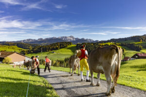 Appenzell, Appenzell Ausserrohden, Appenzeller Hinterland, Autumn, Fall, Herbst, Landwirtschaft, Ostschweiz, Schweiz, Sennen, Suisse, Switzerland, Tracht, Viehschau, Waldstatt, Wirtschaft, tradition
