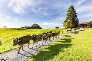 Appenzell, Appenzell Ausserrohden, Appenzeller Hinterland, Autumn, Fall, Herbst, Landwirtschaft, Ostschweiz, Schweiz, Sennen, Suisse, Switzerland, Tracht, Viehschau, Waldstatt, Wirtschaft, tradition