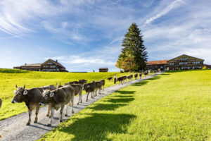 Appenzell, Appenzell Ausserrohden, Appenzeller Hinterland, Autumn, Fall, Herbst, Landwirtschaft, Ostschweiz, Schweiz, Sennen, Suisse, Switzerland, Tracht, Viehschau, Waldstatt, Wirtschaft, tradition