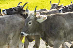 Appenzell, Appenzell Ausserrohden, Appenzeller Hinterland, Autumn, Fall, Herbst, Landwirtschaft, Ostschweiz, Schweiz, Sennen, Suisse, Switzerland, Tracht, Viehschau, Waldstatt, Wirtschaft, tradition