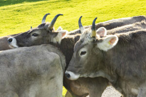 Appenzell, Appenzell Ausserrohden, Appenzeller Hinterland, Autumn, Fall, Herbst, Landwirtschaft, Ostschweiz, Schweiz, Sennen, Suisse, Switzerland, Tracht, Viehschau, Waldstatt, Wirtschaft, tradition