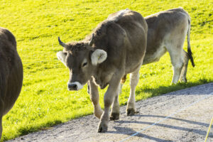 Appenzell, Appenzell Ausserrohden, Appenzeller Hinterland, Autumn, Fall, Herbst, Landwirtschaft, Ostschweiz, Schweiz, Sennen, Suisse, Switzerland, Tracht, Viehschau, Waldstatt, Wirtschaft, tradition