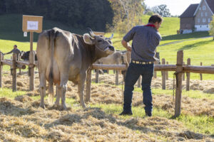Appenzell, Appenzell Ausserrohden, Appenzeller Vorderland, Landwirtschaft, Ostschweiz, Schweiz, Suisse, Switzerland, Viehschau, Walzenhausen, Wirtschaft