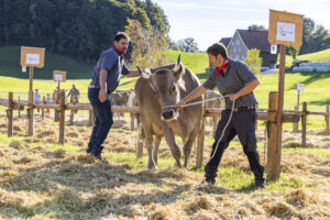 Appenzell, Appenzell Ausserrohden, Appenzeller Vorderland, Landwirtschaft, Ostschweiz, Schweiz, Suisse, Switzerland, Viehschau, Walzenhausen, Wirtschaft