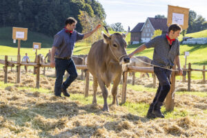 Appenzell, Appenzell Ausserrohden, Appenzeller Vorderland, Landwirtschaft, Ostschweiz, Schweiz, Suisse, Switzerland, Viehschau, Walzenhausen, Wirtschaft