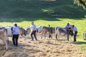 Appenzell, Appenzell Ausserrohden, Appenzeller Vorderland, Landwirtschaft, Ostschweiz, Schweiz, Suisse, Switzerland, Viehschau, Walzenhausen, Wirtschaft