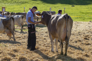 Appenzell, Appenzell Ausserrohden, Appenzeller Vorderland, Landwirtschaft, Ostschweiz, Schweiz, Suisse, Switzerland, Viehschau, Walzenhausen, Wirtschaft