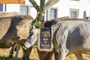 Appenzell, Appenzell Ausserrohden, Appenzeller Vorderland, Landwirtschaft, Ostschweiz, Schweiz, Suisse, Switzerland, Viehschau, Walzenhausen, Wirtschaft