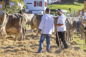 Appenzell, Appenzell Ausserrohden, Appenzeller Vorderland, Landwirtschaft, Ostschweiz, Schweiz, Suisse, Switzerland, Viehschau, Walzenhausen, Wirtschaft