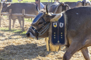 Appenzell, Appenzell Ausserrohden, Appenzeller Vorderland, Landwirtschaft, Ostschweiz, Schweiz, Suisse, Switzerland, Viehschau, Walzenhausen, Wirtschaft