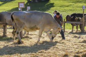 Appenzell, Appenzell Ausserrohden, Appenzeller Vorderland, Landwirtschaft, Ostschweiz, Schweiz, Suisse, Switzerland, Viehschau, Walzenhausen, Wirtschaft