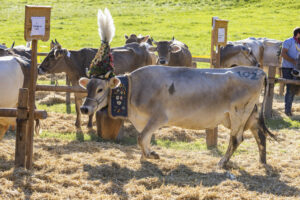 Appenzell, Appenzell Ausserrohden, Appenzeller Vorderland, Landwirtschaft, Ostschweiz, Schweiz, Suisse, Switzerland, Viehschau, Walzenhausen, Wirtschaft