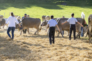 Appenzell, Appenzell Ausserrohden, Appenzeller Vorderland, Landwirtschaft, Ostschweiz, Schweiz, Suisse, Switzerland, Viehschau, Walzenhausen, Wirtschaft