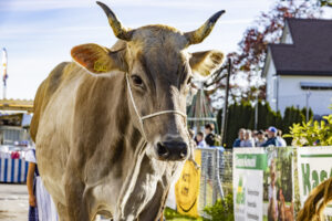 Appenzell, Appenzell Ausserrohden, Appenzeller Vorderland, Landwirtschaft, Ostschweiz, Schweiz, Suisse, Switzerland, Viehschau, Walzenhausen, Wirtschaft