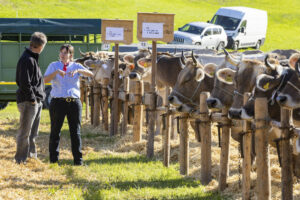 Appenzell, Appenzell Ausserrohden, Appenzeller Vorderland, Landwirtschaft, Ostschweiz, Schweiz, Suisse, Switzerland, Viehschau, Walzenhausen, Wirtschaft