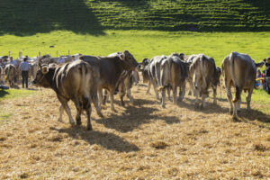 Appenzell, Appenzell Ausserrohden, Appenzeller Vorderland, Landwirtschaft, Ostschweiz, Schweiz, Suisse, Switzerland, Viehschau, Walzenhausen, Wirtschaft