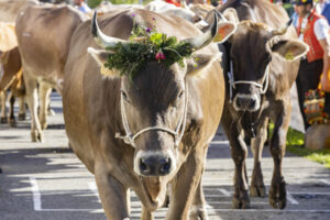 Appenzell, Appenzell Ausserrohden, Appenzeller Vorderland, Landwirtschaft, Ostschweiz, Schweiz, Suisse, Switzerland, Viehschau, Walzenhausen, Wirtschaft
