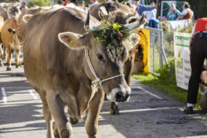 Appenzell, Appenzell Ausserrohden, Appenzeller Vorderland, Landwirtschaft, Ostschweiz, Schweiz, Suisse, Switzerland, Viehschau, Walzenhausen, Wirtschaft
