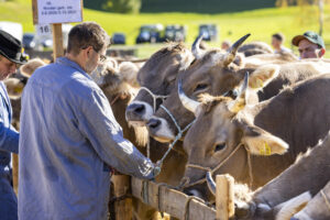 Appenzell, Appenzell Ausserrohden, Appenzeller Vorderland, Landwirtschaft, Ostschweiz, Schweiz, Suisse, Switzerland, Viehschau, Walzenhausen, Wirtschaft