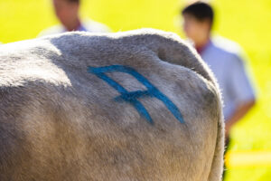 Appenzell, Appenzell Ausserrohden, Appenzeller Vorderland, Landwirtschaft, Ostschweiz, Schweiz, Suisse, Switzerland, Viehschau, Walzenhausen, Wirtschaft