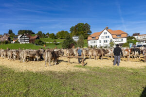 Appenzell, Appenzell Ausserrohden, Appenzeller Vorderland, Landwirtschaft, Ostschweiz, Schweiz, Suisse, Switzerland, Viehschau, Walzenhausen, Wirtschaft