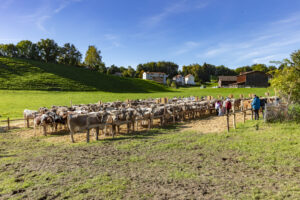 Appenzell, Appenzell Ausserrohden, Appenzeller Vorderland, Landwirtschaft, Ostschweiz, Schweiz, Suisse, Switzerland, Viehschau, Walzenhausen, Wirtschaft