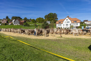 Appenzell, Appenzell Ausserrohden, Appenzeller Vorderland, Landwirtschaft, Ostschweiz, Schweiz, Suisse, Switzerland, Viehschau, Walzenhausen, Wirtschaft