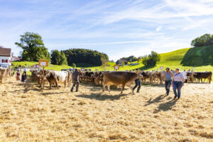 Appenzell, Appenzell Ausserrohden, Appenzeller Vorderland, Landwirtschaft, Ostschweiz, Schweiz, Suisse, Switzerland, Viehschau, Walzenhausen, Wirtschaft