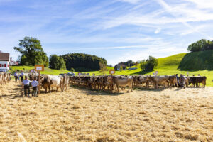 Appenzell, Appenzell Ausserrohden, Appenzeller Vorderland, Landwirtschaft, Ostschweiz, Schweiz, Suisse, Switzerland, Viehschau, Walzenhausen, Wirtschaft
