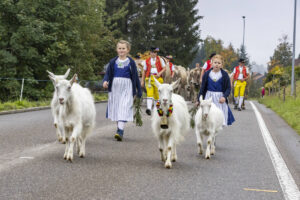 Appenzell, Appenzell Ausserrohden, Appenzeller Vorderland, Brauchtum, Landwirtschaft, Ostschweiz, Schweiz, Suisse, Switzerland, Viehschau, Wirtschaft, Wolfhalden