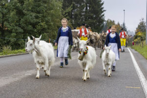 Appenzell, Appenzell Ausserrohden, Appenzeller Vorderland, Brauchtum, Landwirtschaft, Ostschweiz, Schweiz, Suisse, Switzerland, Viehschau, Wirtschaft, Wolfhalden