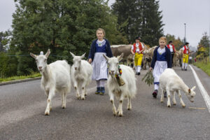 Appenzell, Appenzell Ausserrohden, Appenzeller Vorderland, Brauchtum, Landwirtschaft, Ostschweiz, Schweiz, Suisse, Switzerland, Viehschau, Wirtschaft, Wolfhalden