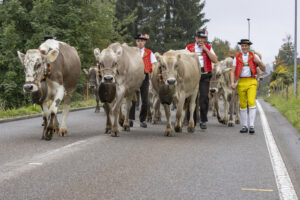 Appenzell, Appenzell Ausserrohden, Appenzeller Vorderland, Brauchtum, Landwirtschaft, Ostschweiz, Schweiz, Suisse, Switzerland, Viehschau, Wirtschaft, Wolfhalden