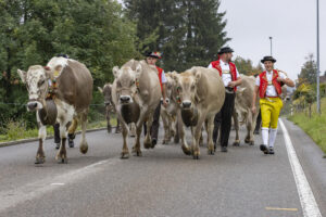Appenzell, Appenzell Ausserrohden, Appenzeller Vorderland, Brauchtum, Landwirtschaft, Ostschweiz, Schweiz, Suisse, Switzerland, Viehschau, Wirtschaft, Wolfhalden